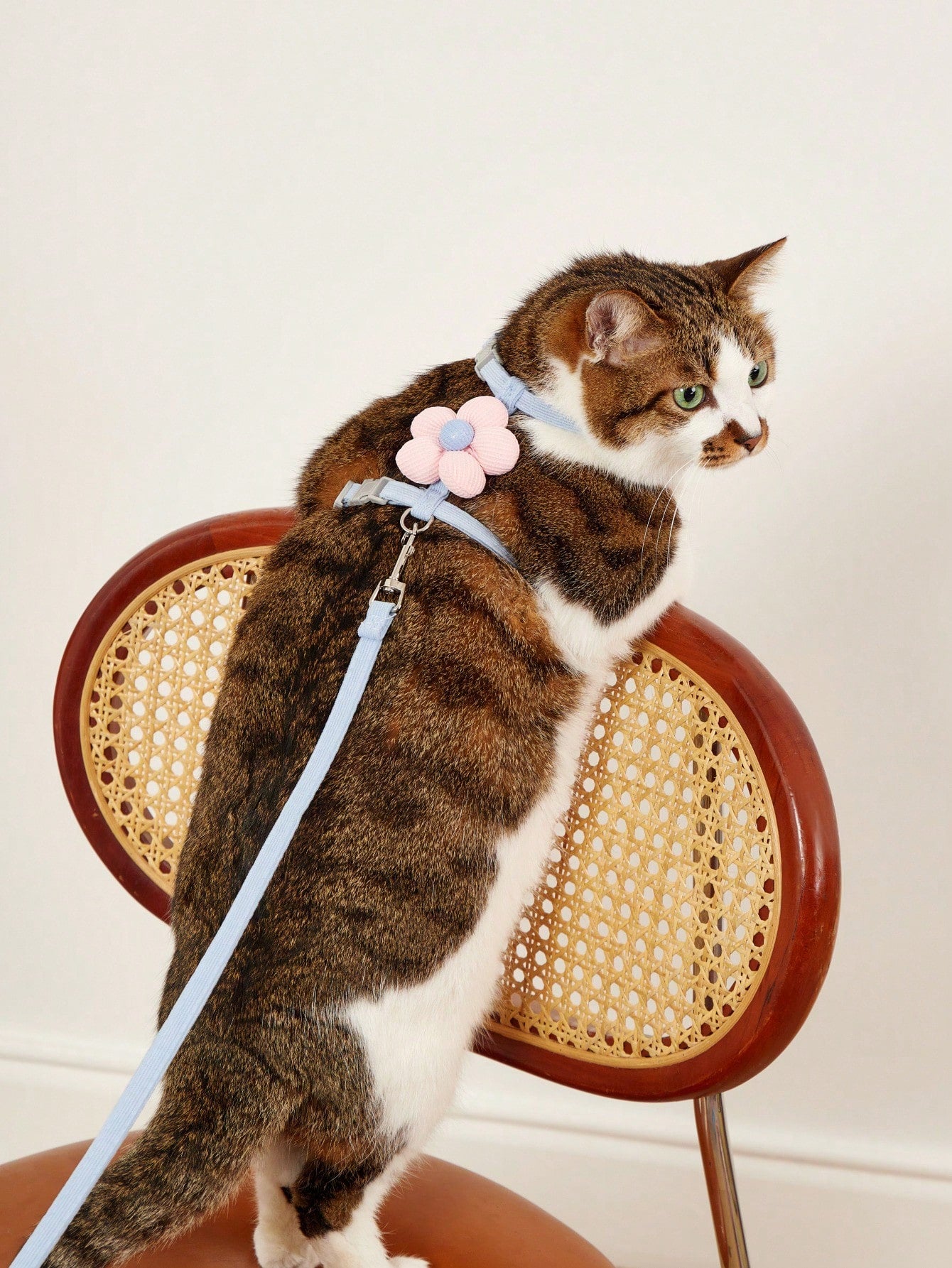 Multicolor flower-shaped cat harness with leash, striped pattern, lightweight polyester pet traction set for cats