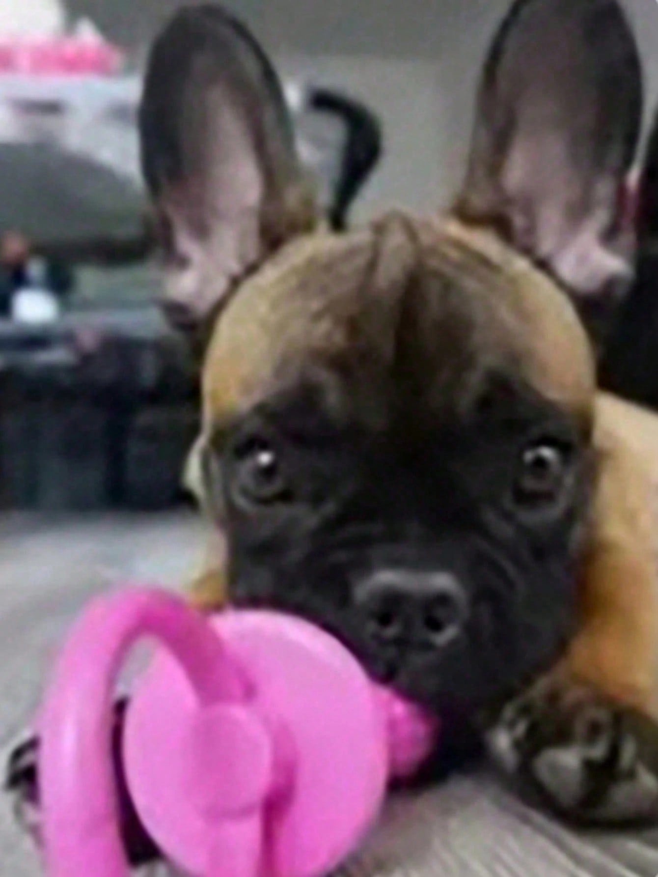 1/3pcs Pet Pacifier Dog Toy, Interactive Elastic Teething Toy, Pet Dog Cat Puppy Teeth Cleaning Toy