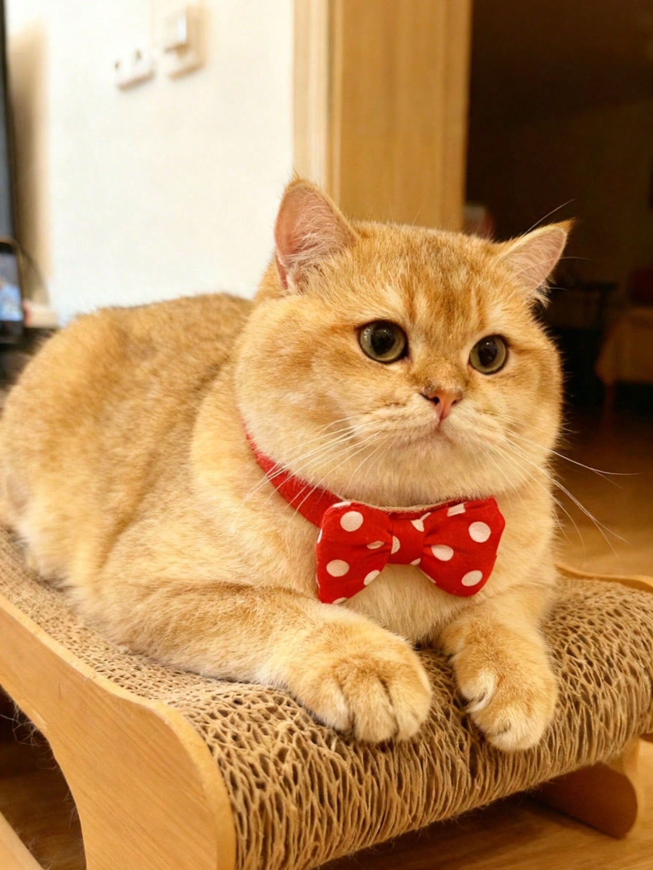 Multicolor polyester polka dot pet collar scarf for cats and dogs with festive decorative styling