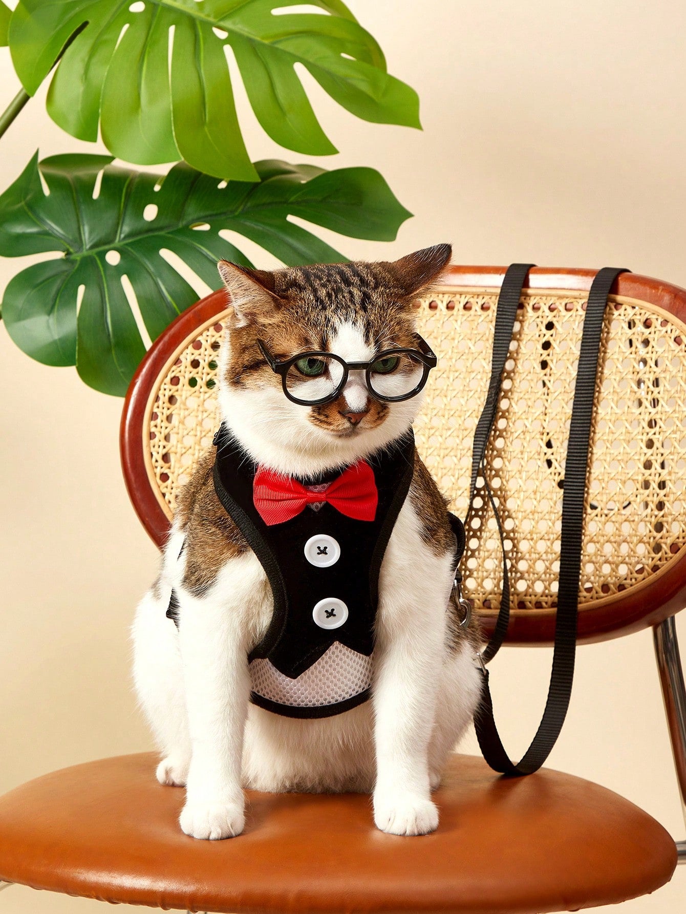 Black polyamide pet chest harness and back strap with leash for walking small and medium cats or dogs.