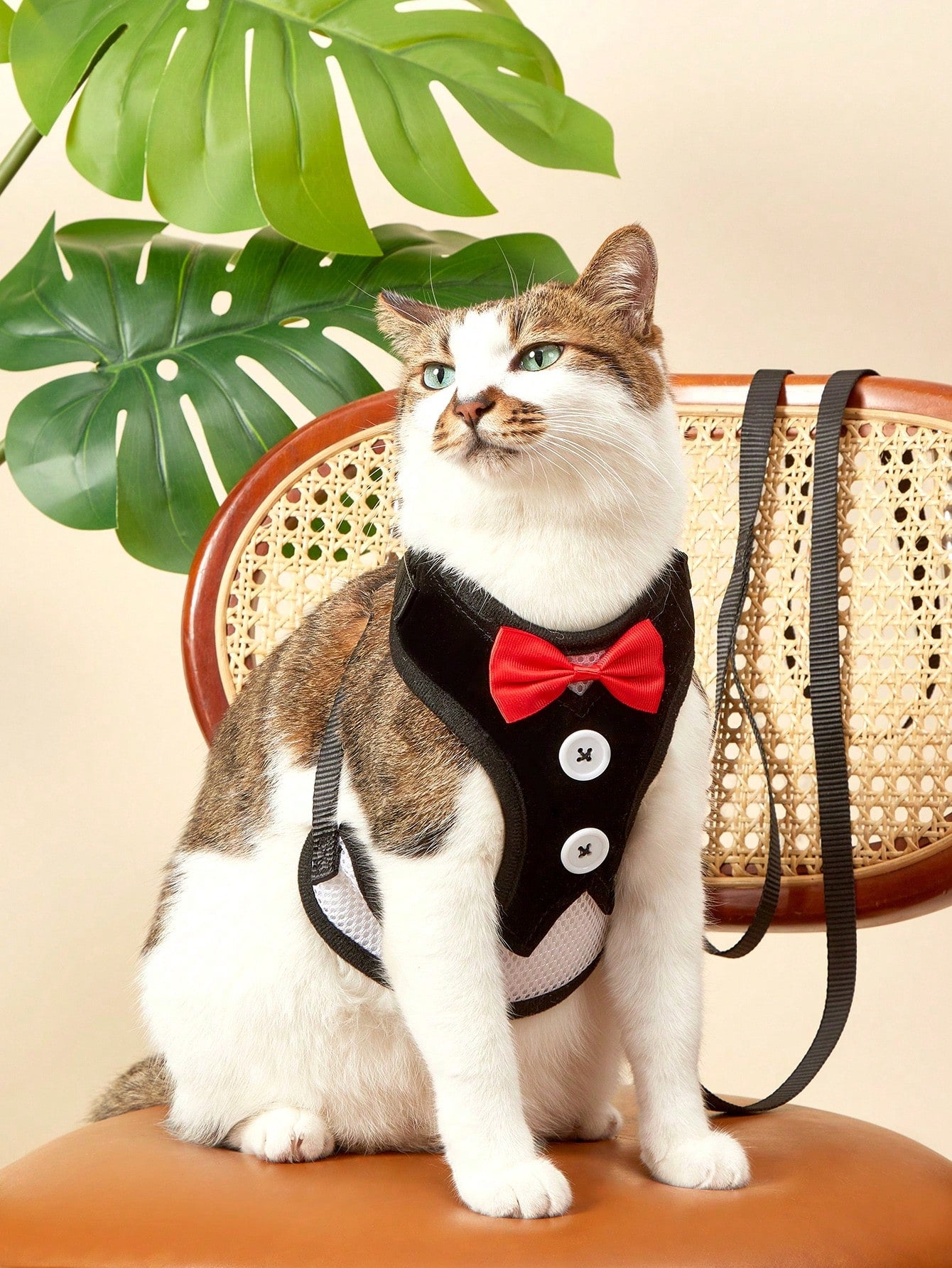 Black polyamide pet chest harness and back strap with leash for walking small and medium cats or dogs.