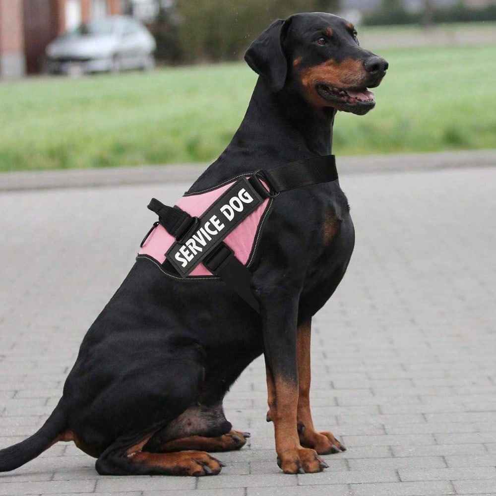 Multicolor polyester reflective chest strap dog harness leash with letter pattern, suitable for medium and large dogs and also cats