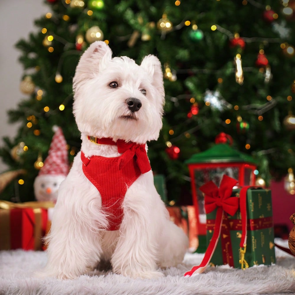 Rose red velvet bow dog collar, leash, and harness set for cats and dogs, made with polyester for everyday pet walks and styling.