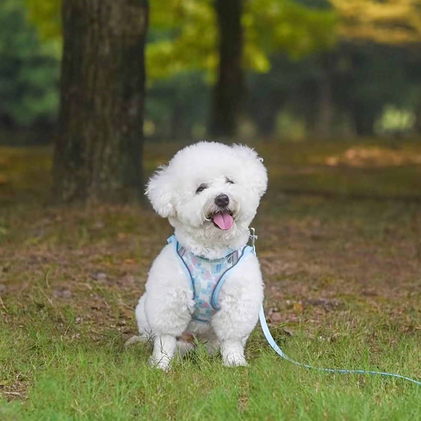 1 Set Colorful Printed Breathable Mesh Pet Harness And Leash, Made Of Durable Breathable Mesh Fabric With Vibrant Prints, Soft And Sturdy; Featuring High-Visibility Reflective Strips.