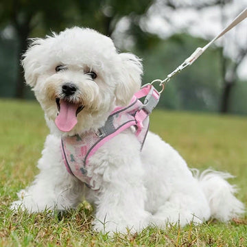 1 Set Colorful Printed Breathable Mesh Pet Harness And Leash, Made Of Durable Breathable Mesh Fabric With Vibrant Prints, Soft And Sturdy; Featuring High-Visibility Reflective Strips.