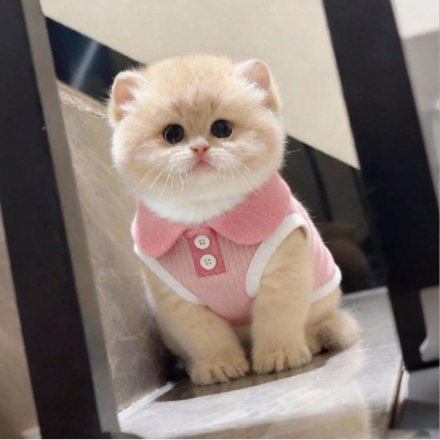 1pc Cat/Dog Summer Thin Polo Shirt, Lapel T-Shirt, Suitable For Munchkin, British Shorthair, Cute Pet Vest, Anti-Shedding