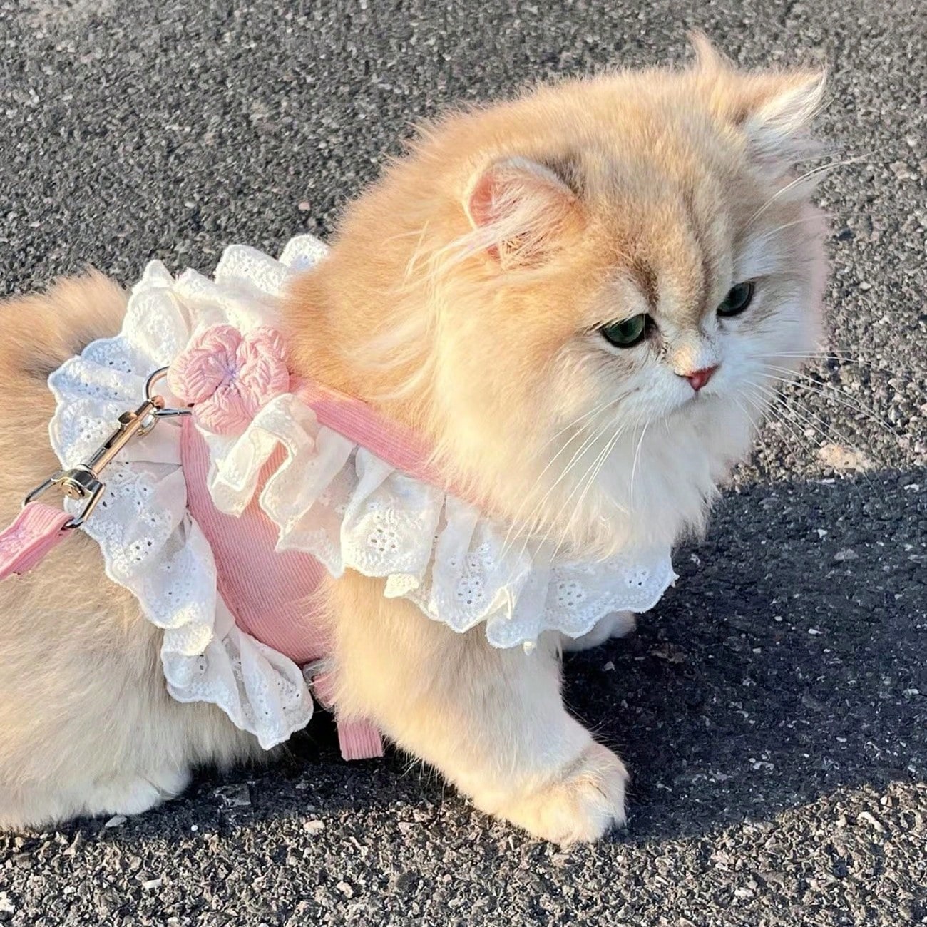 Multicolor floral lace pet harness dress with leash, ruffle edge princess vest outfit for small dogs and cats