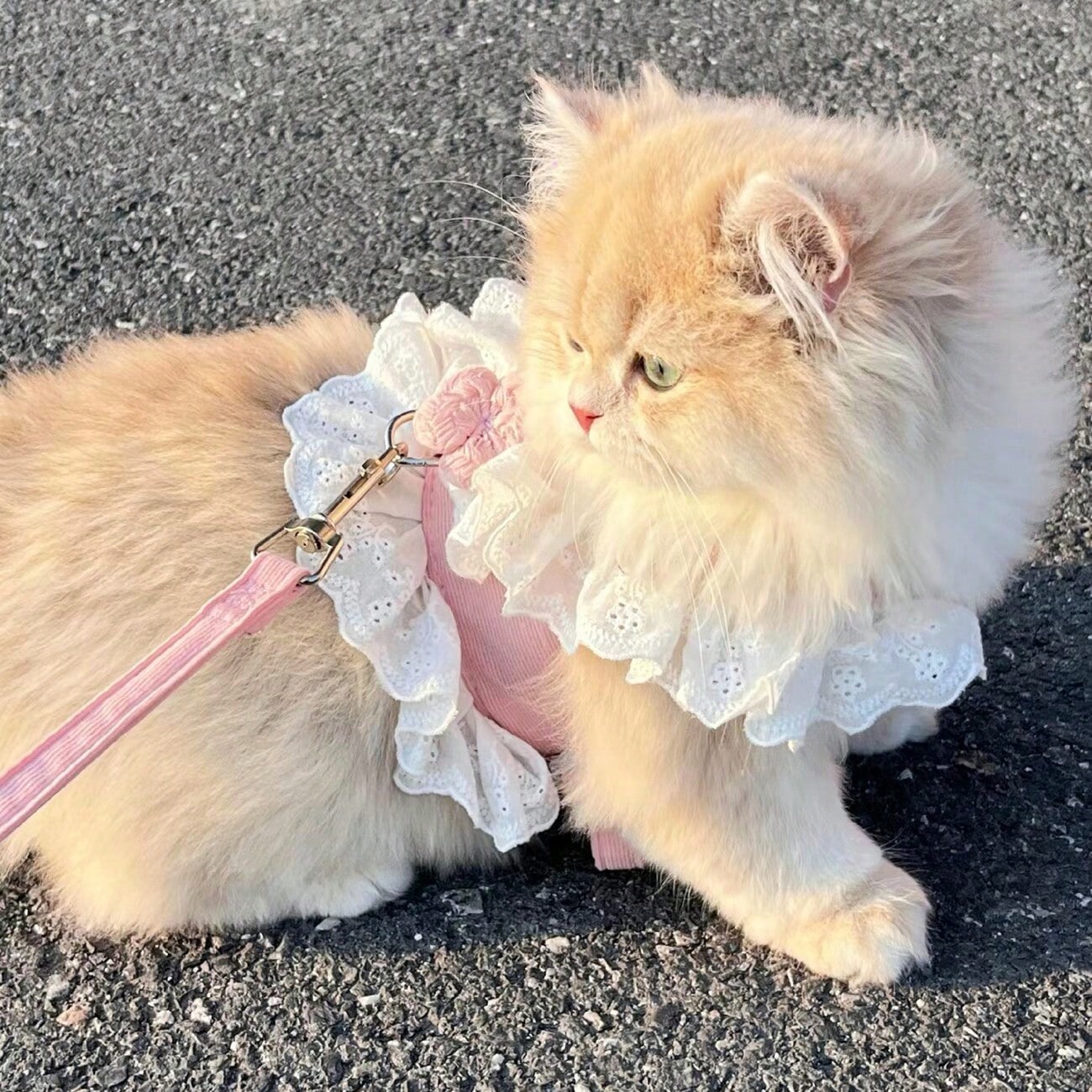 Multicolor floral lace pet harness dress with leash, ruffle edge princess vest outfit for small dogs and cats