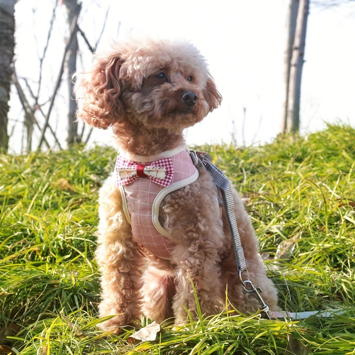 LocalPet Dog And Cat Harness Vest, Comfortable Mesh Dog Harness And Leash Set - Breathable, Reflective, Adjustable Size Pet Vest - Perfect For Puppies And Kittens
