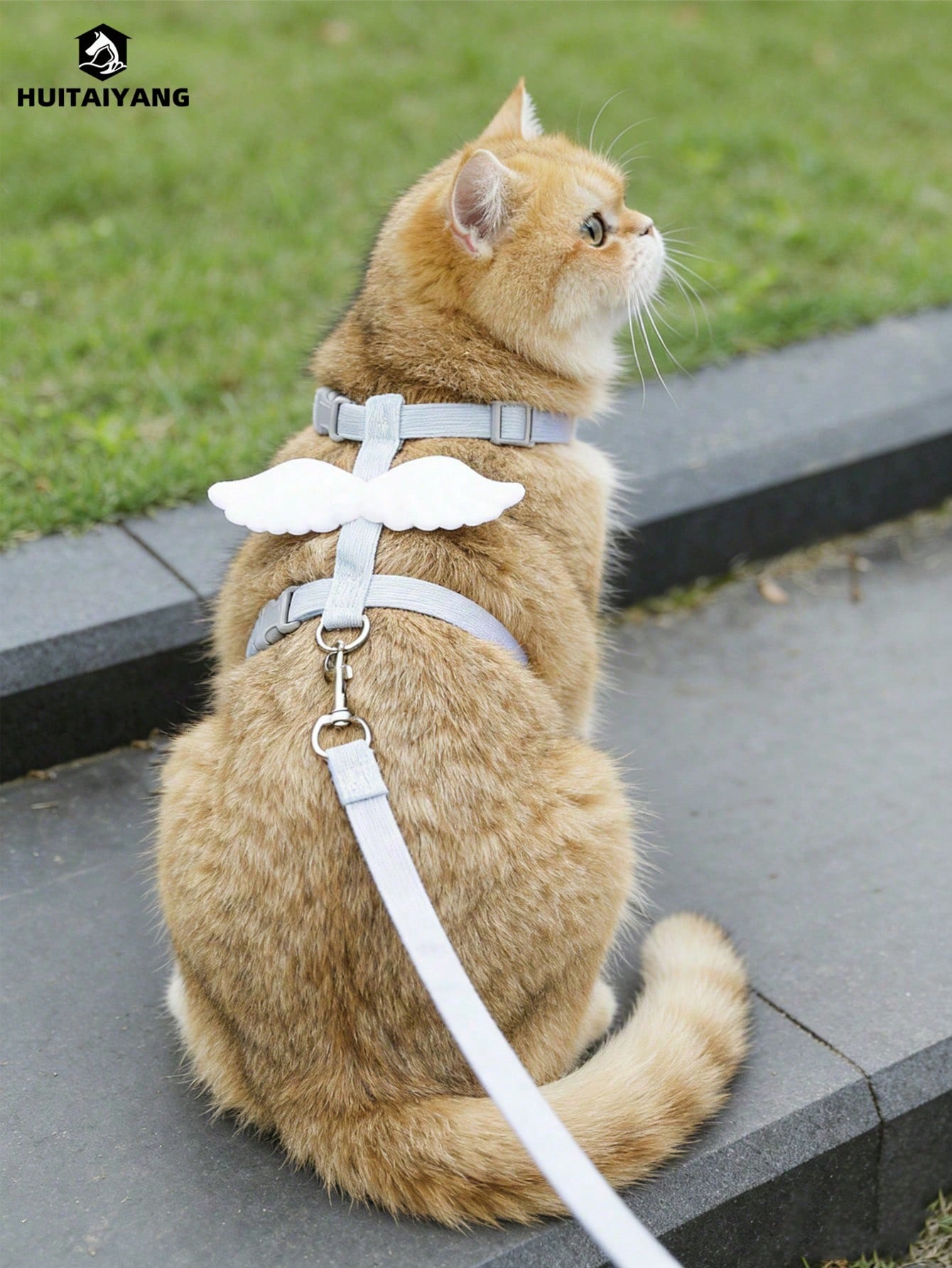 2-piece X-shape polyester pet leash and harness set with angel wing chest strap decor for cats and small to medium dogs
