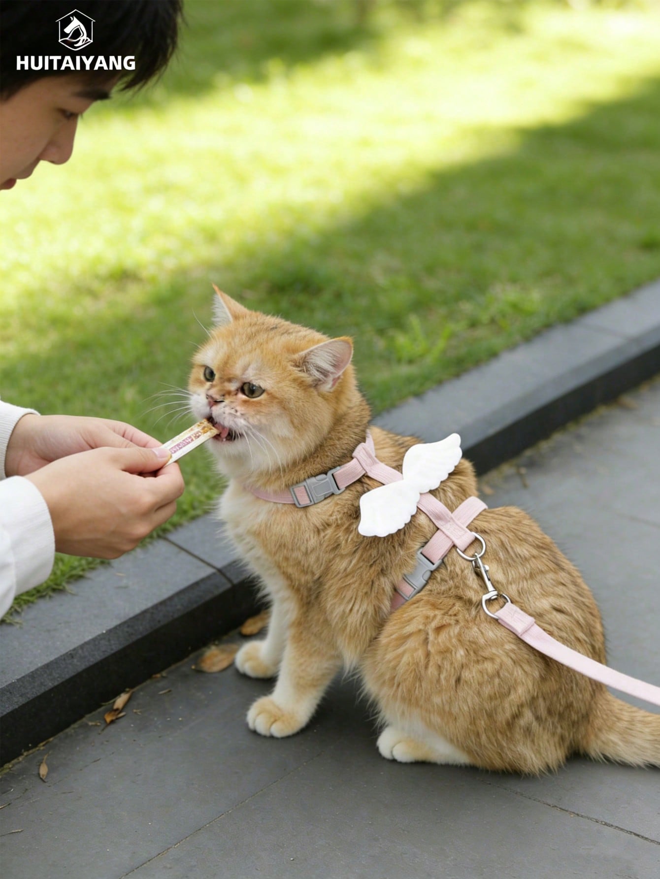2-piece X-shape polyester pet leash and harness set with angel wing chest strap decor for cats and small to medium dogs