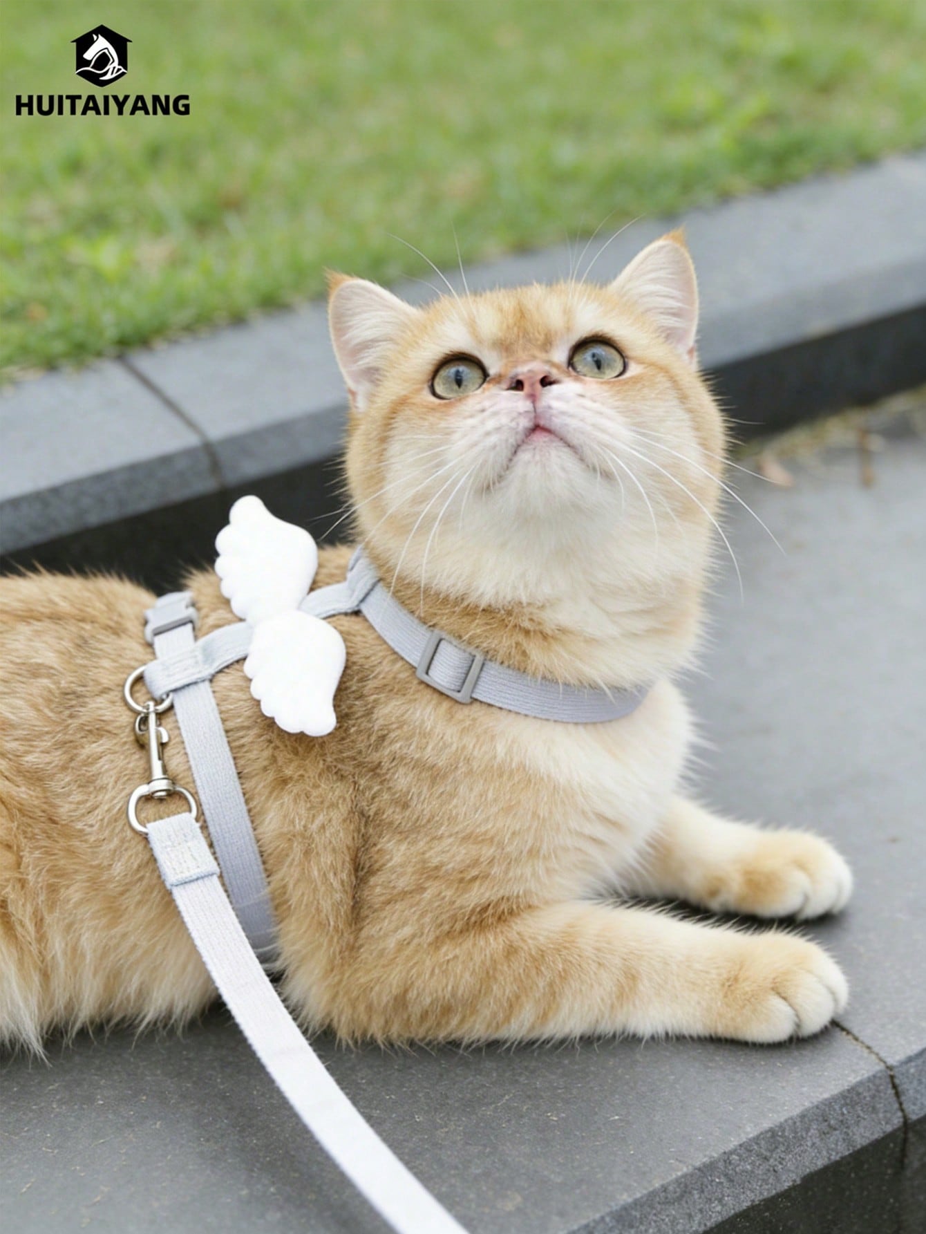 2-piece X-shape polyester pet leash and harness set with angel wing chest strap decor for cats and small to medium dogs