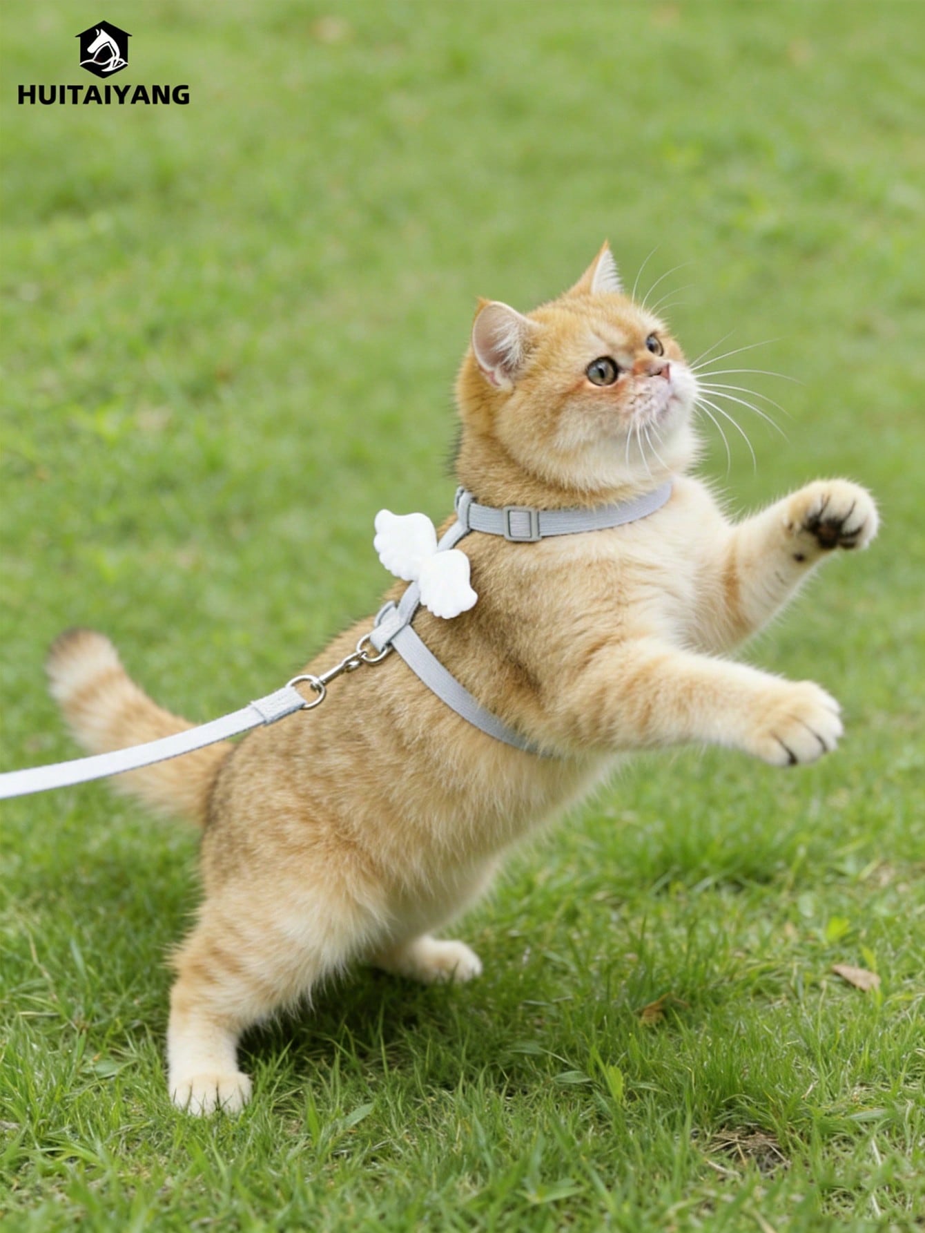 2-piece X-shape polyester pet leash and harness set with angel wing chest strap decor for cats and small to medium dogs