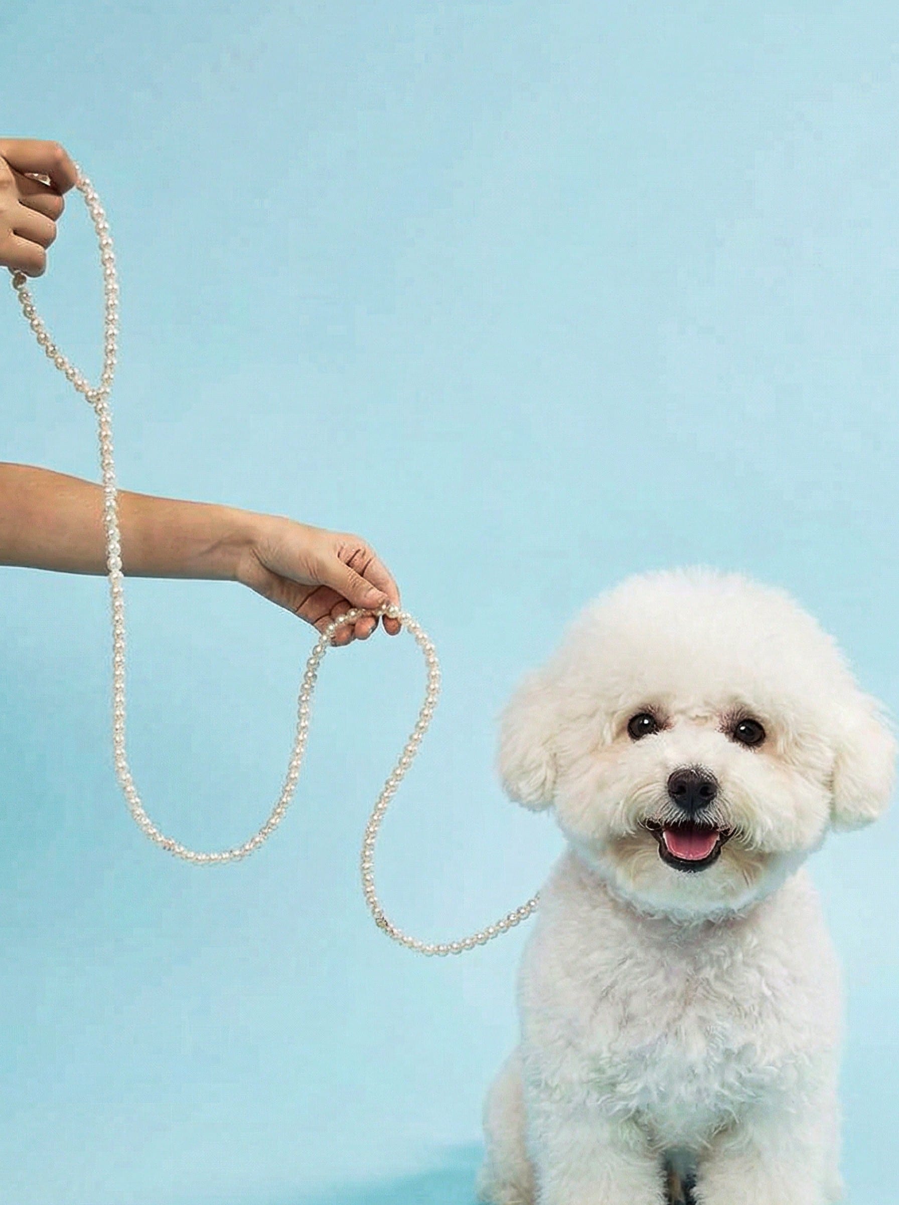 Multicolor pearl beaded pet leash for cats and dogs with a secure clasp, designed as a stylish walking and training lead.