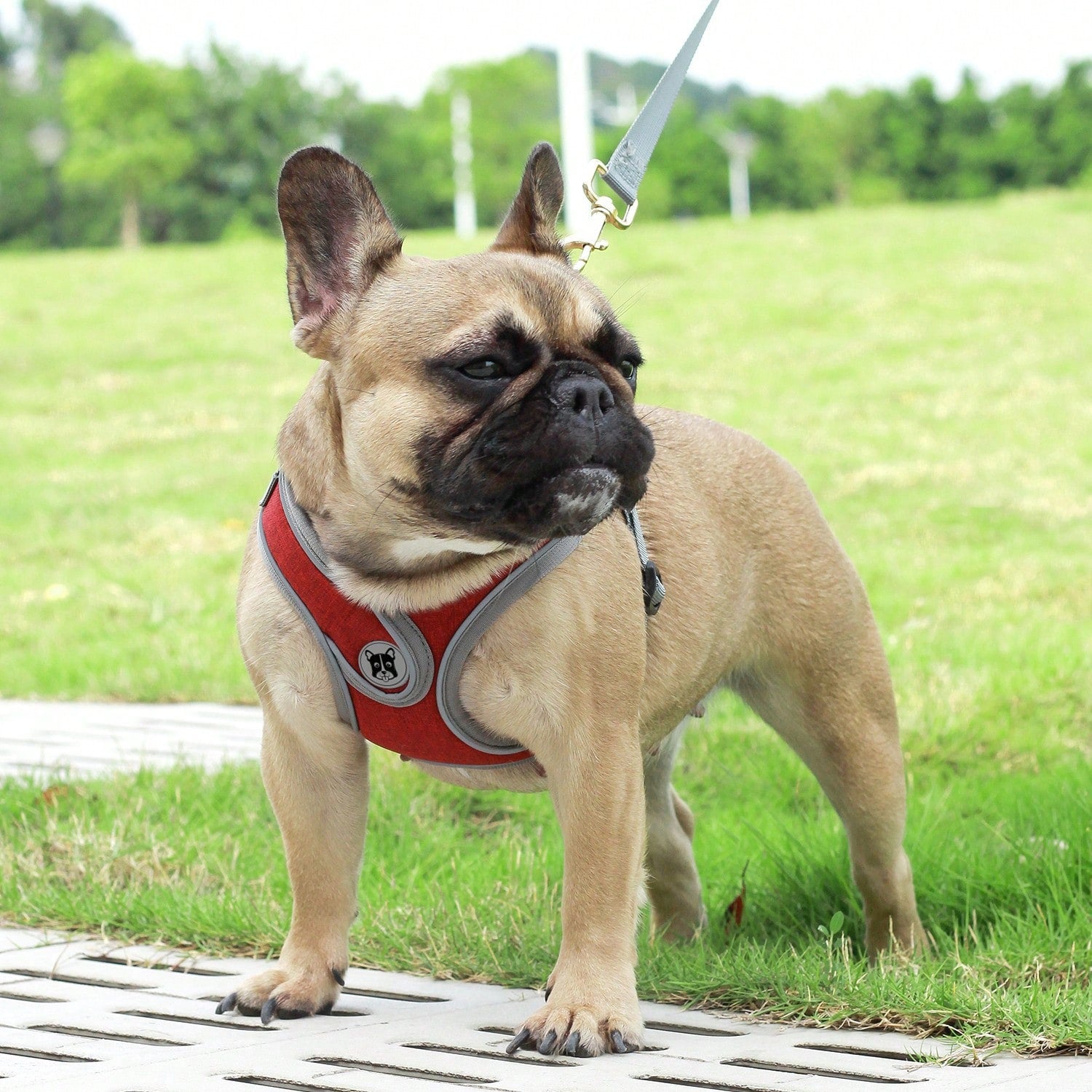 Adjustable padded dog harness set with leash in a reflective vest style for small and medium dogs, polyester colorblock design