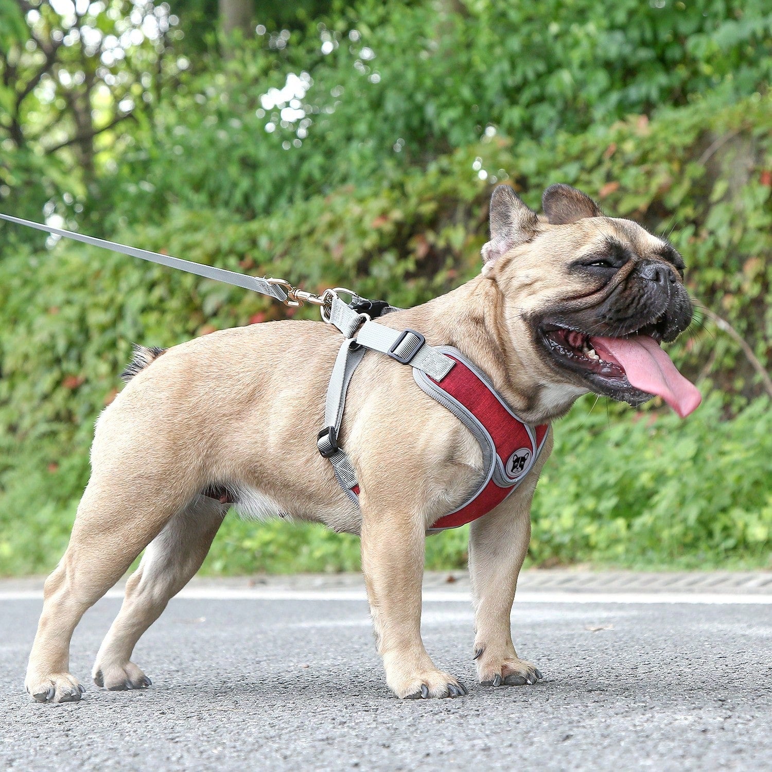 Adjustable padded dog harness set with leash in a reflective vest style for small and medium dogs, polyester colorblock design
