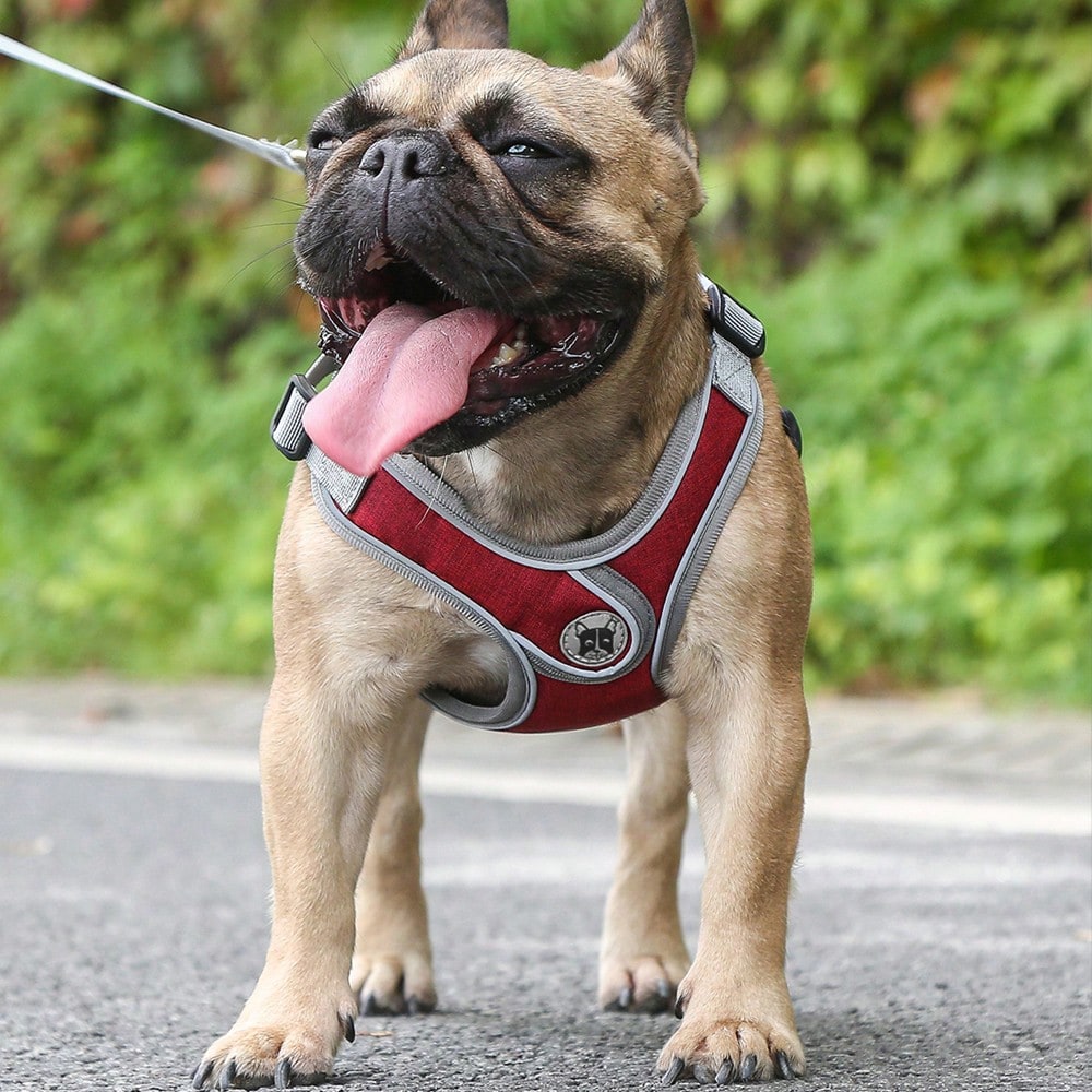 Adjustable padded dog harness set with leash in a reflective vest style for small and medium dogs, polyester colorblock design