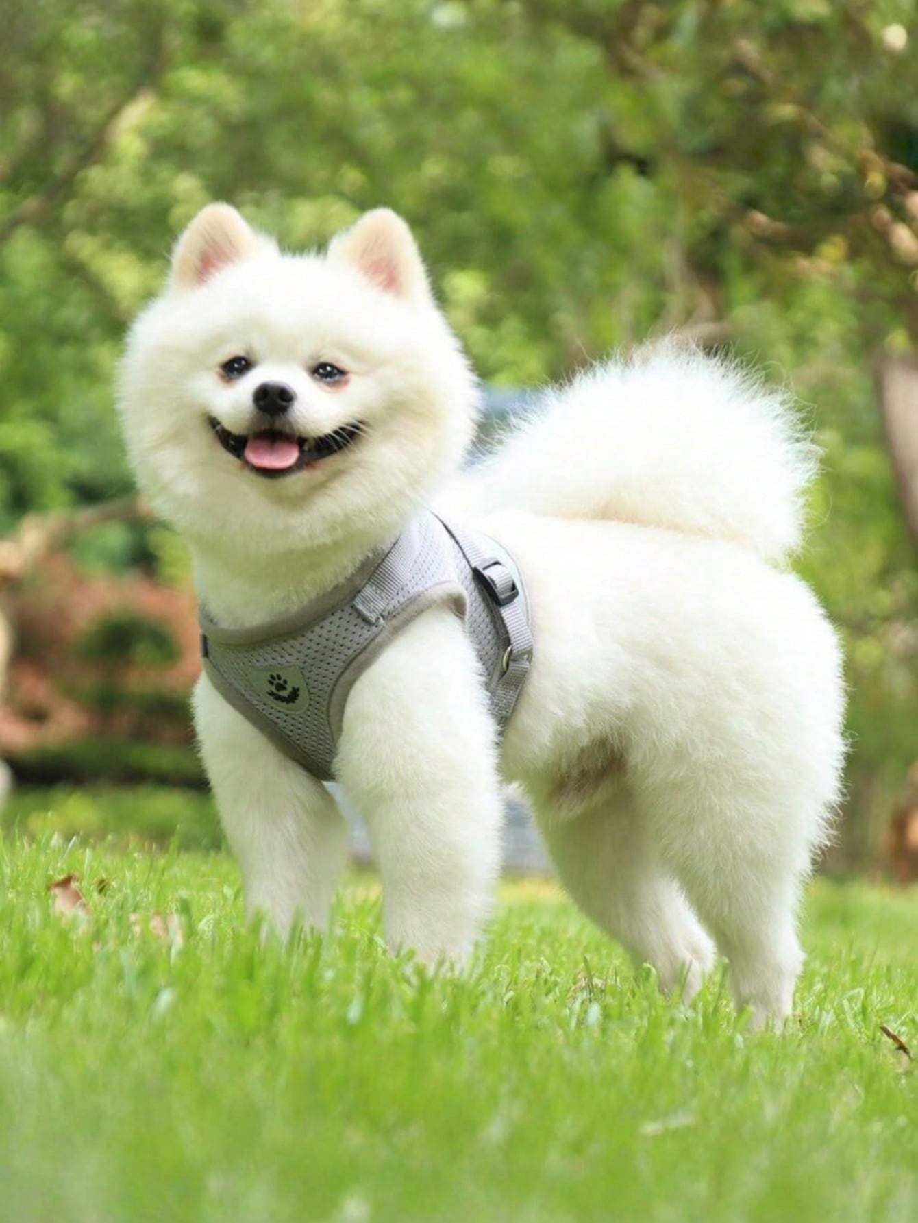 New High-Quality Patterned Dog Harness Set With Adjustable Dog Leash For Outdoor Walking