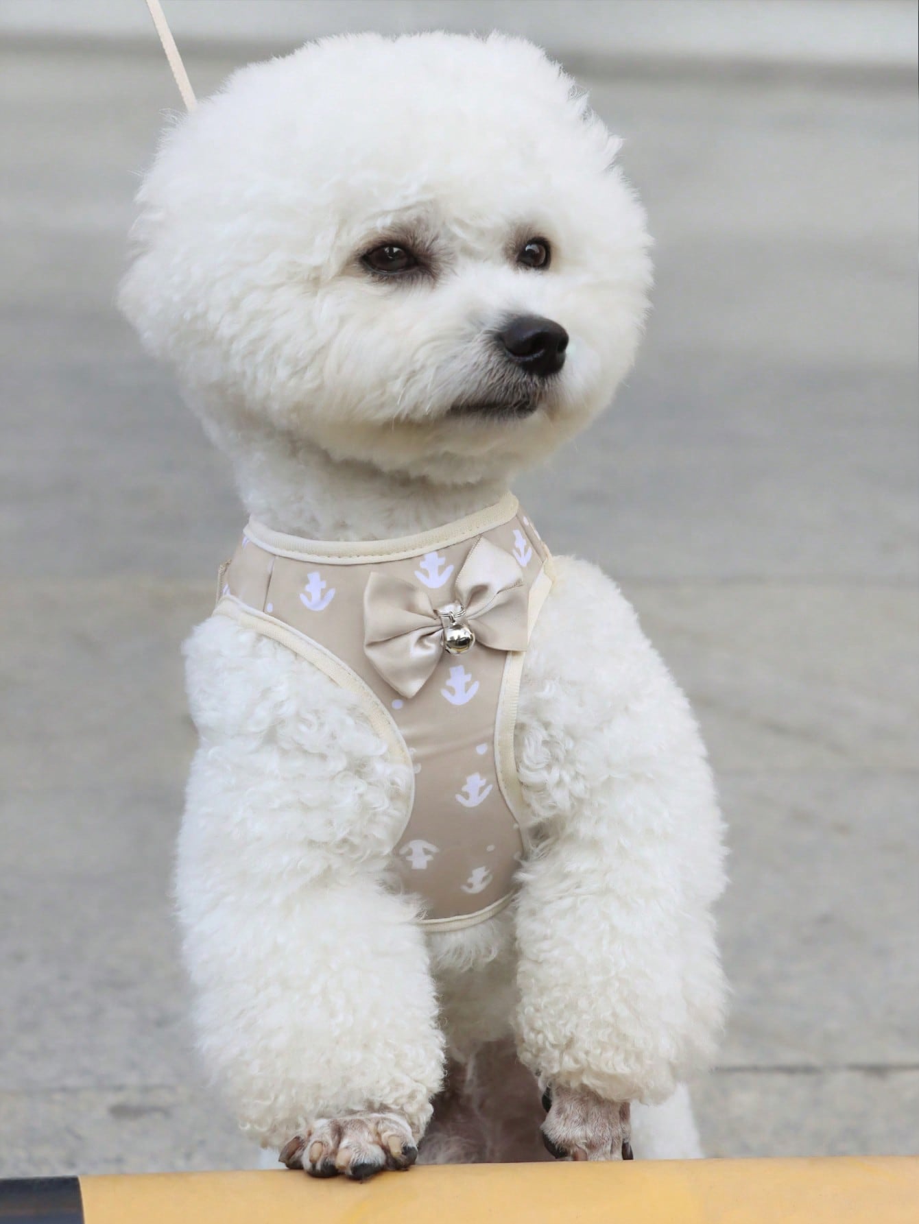 Beige anchor-shaped cat and dog leash and harness set with geometric graphic pattern, designed for small pets and made from polyester.