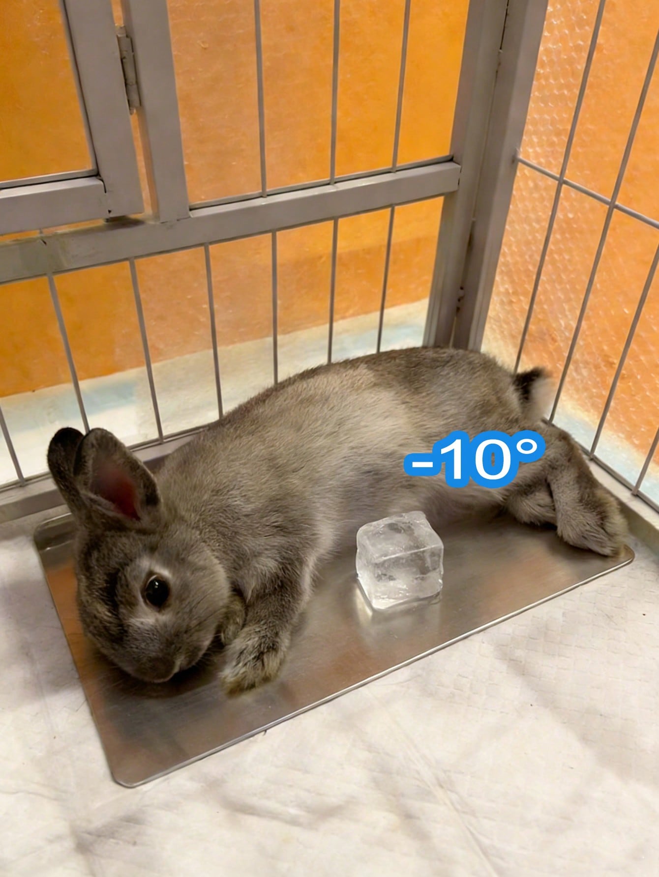 Rabbit Cooling Mat, Small Pet Hamster Heat Relief Cooling Pad, Aluminum Material, Suitable For Rabbits, Hamsters, Small Dogs/Cats, Effective Cooling, Summer Rabbit Lying Mat, Dog/Cat Cooling Product, Summer Pet Cooling Aluminum Pad