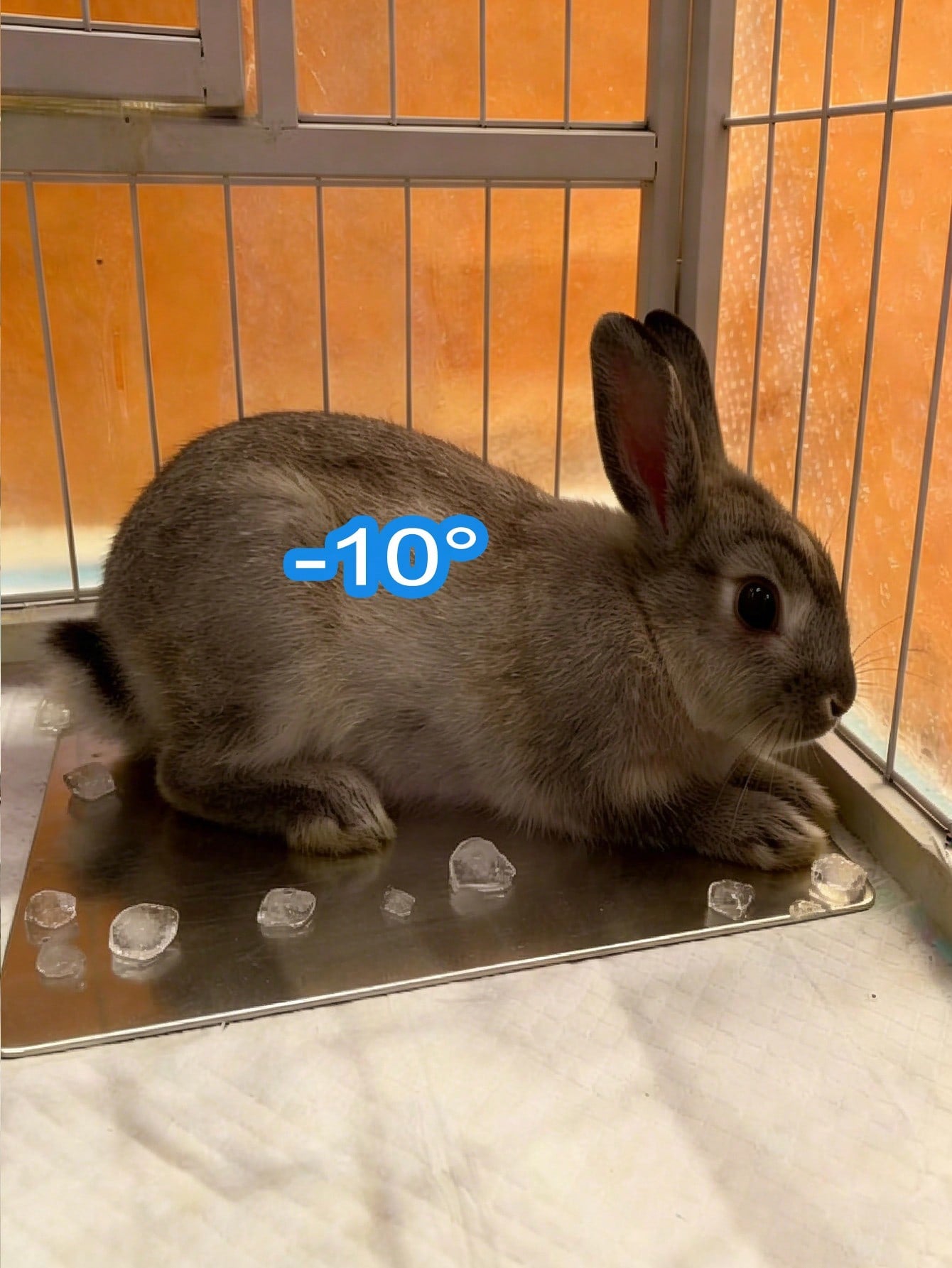 Rabbit Cooling Mat, Small Pet Hamster Heat Relief Cooling Pad, Aluminum Material, Suitable For Rabbits, Hamsters, Small Dogs/Cats, Effective Cooling, Summer Rabbit Lying Mat, Dog/Cat Cooling Product, Summer Pet Cooling Aluminum Pad