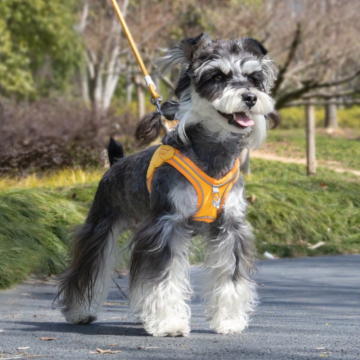 Multicolor colorblock step-in dog harness made of polyester breathable mesh with reflective safety details for small dogs and cats
