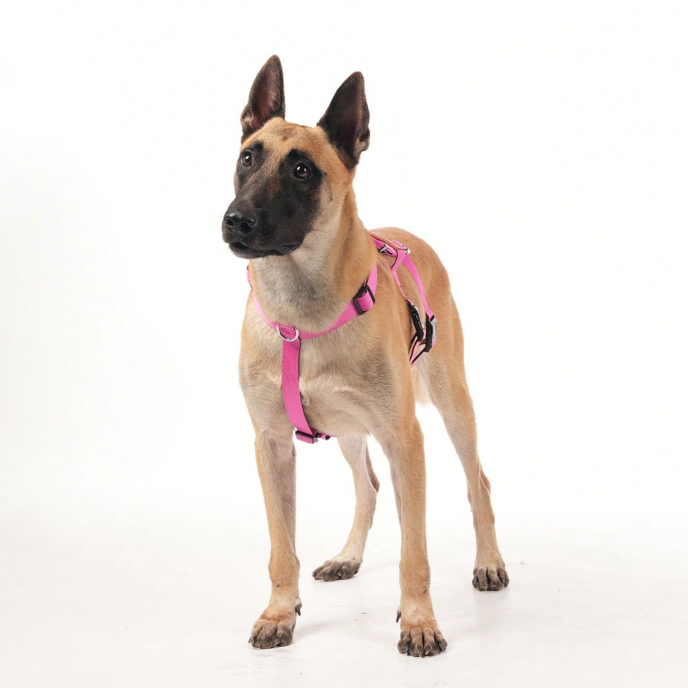 Heavy Duty Escape-Proof Dog Harness Leash For Large Dogs, Summer, 3-Strap Safety Design With Soft Nylon Padding, Suitable For Long-Bodied Breeds, Durable Nylon Material, Ideal For Walking, Training Breeds Like Dalmatians And Strong Pullers