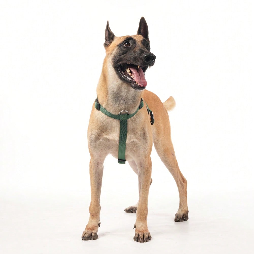 Heavy Duty Escape-Proof Dog Harness Leash For Large Dogs, Summer, 3-Strap Safety Design With Soft Nylon Padding, Suitable For Long-Bodied Breeds, Durable Nylon Material, Ideal For Walking, Training Breeds Like Dalmatians And Strong Pullers