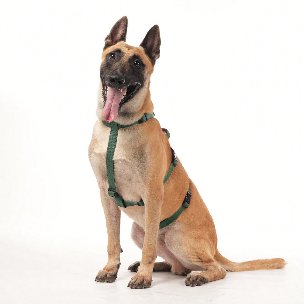 Heavy Duty Escape-Proof Dog Harness Leash For Large Dogs, Summer, 3-Strap Safety Design With Soft Nylon Padding, Suitable For Long-Bodied Breeds, Durable Nylon Material, Ideal For Walking, Training Breeds Like Dalmatians And Strong Pullers