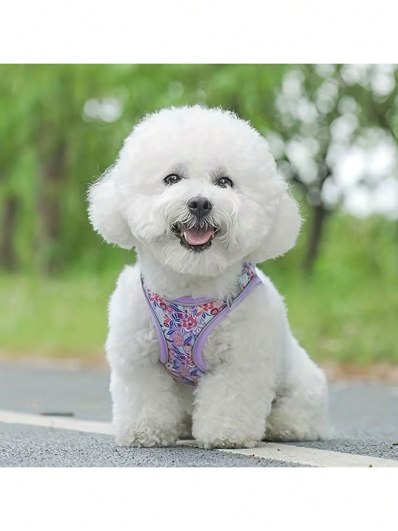 Floral patterned multicolor polyester pet harness with leash set for cats and dogs, featuring adjustable fit and reflective detail for walks