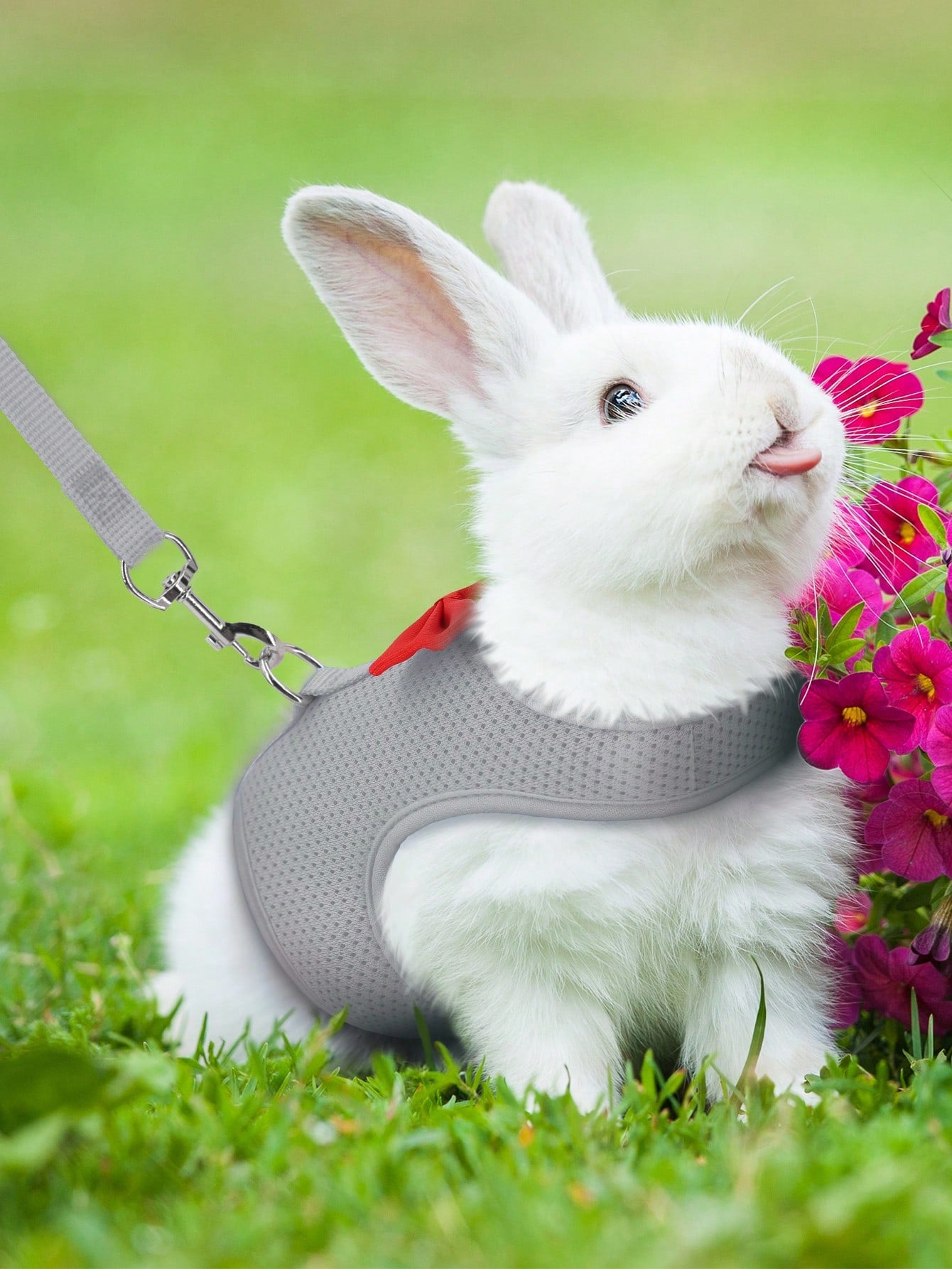 Supet breathable polyester rabbit harness and leash set for small animals in black, designed for supervised outdoor walking and handling.
