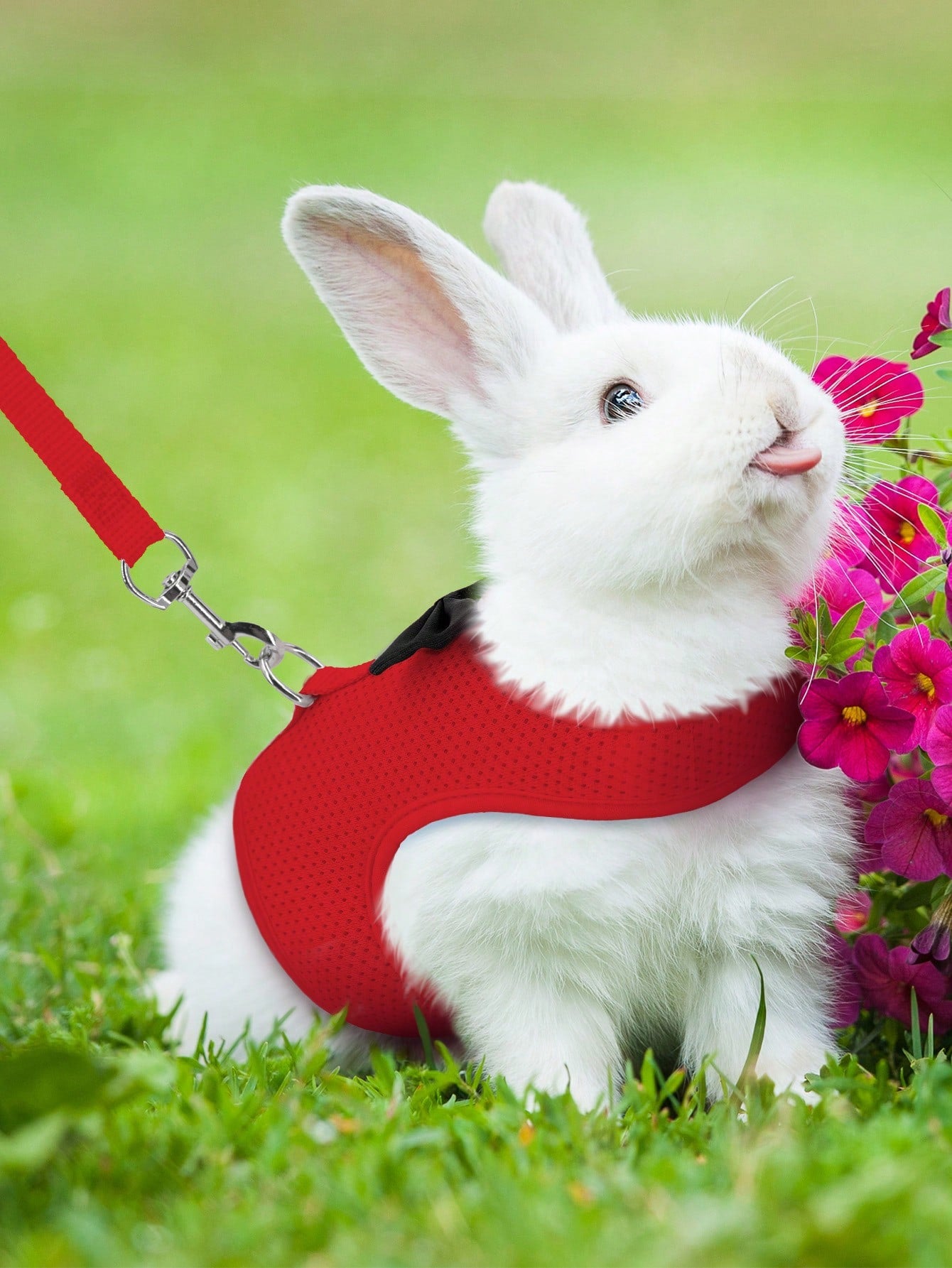 Supet breathable polyester rabbit harness and leash set for small animals in black, designed for supervised outdoor walking and handling.