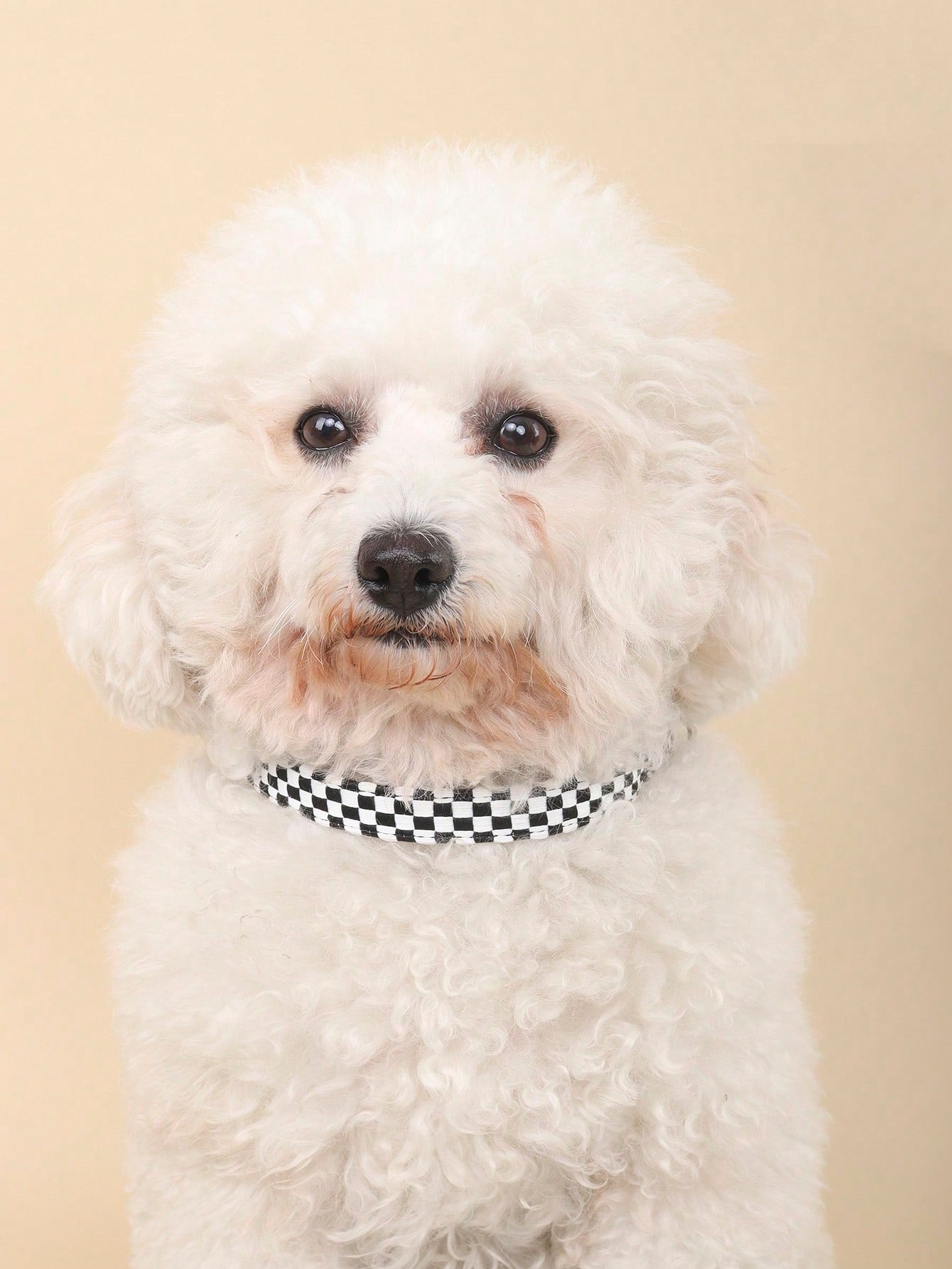 Black and white plaid polyester pet collar with geometric multicolor pattern for small and medium cats and dogs