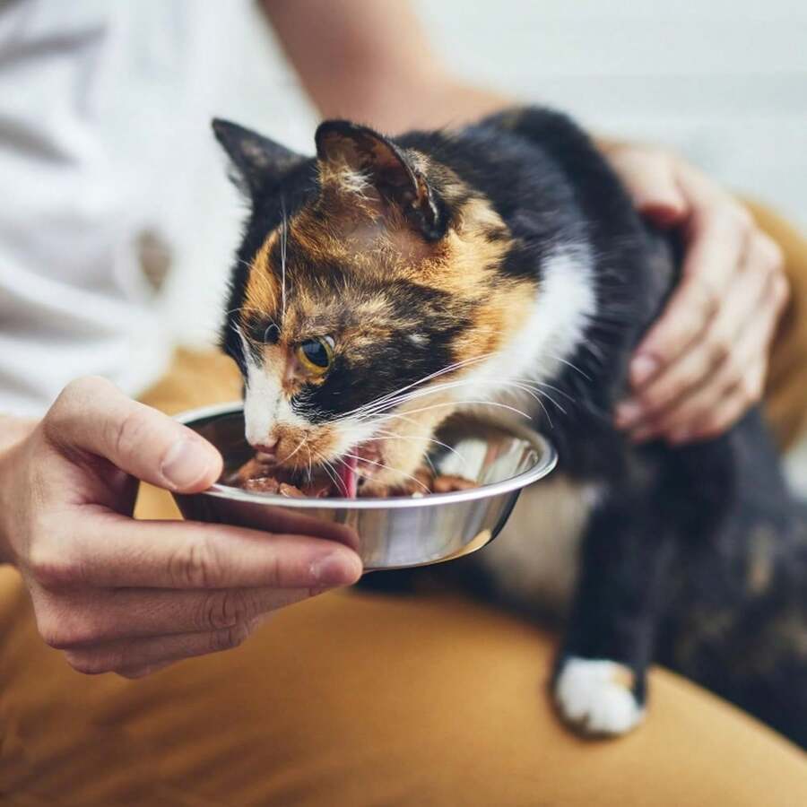 5 pack 7.09 inch 304 stainless steel shallow wide cat food bowls for whisker fatigue relief