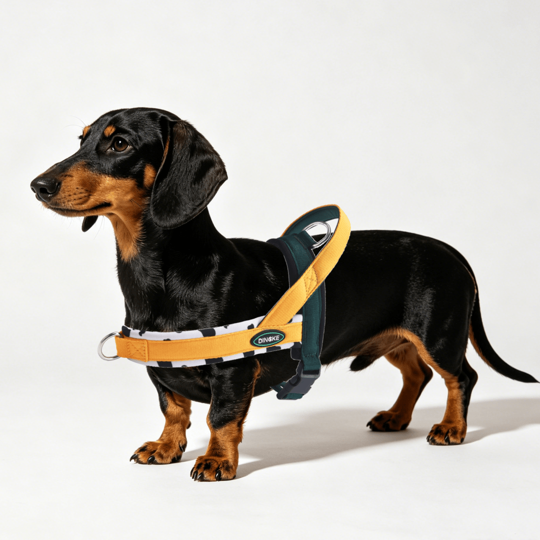 Soft padded colorblock dog harness for small to medium dogs and active puppies, made from polyester for everyday walking.
