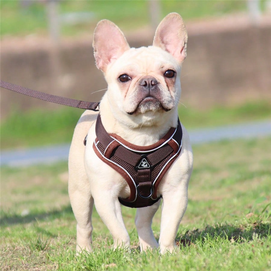 Coffee brown reflective pet harness and leash set with adjustable anti-escape chest strap for cats and small dogs
