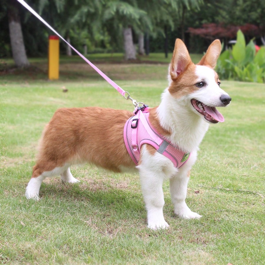 Pink vest-style pet harness and leash set with fruit and vegetable pattern, reflective adjustable polyester design for cats and puppies