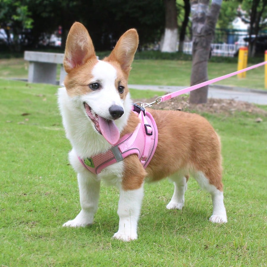 Pink vest-style pet harness and leash set with fruit and vegetable pattern, reflective adjustable polyester design for cats and puppies