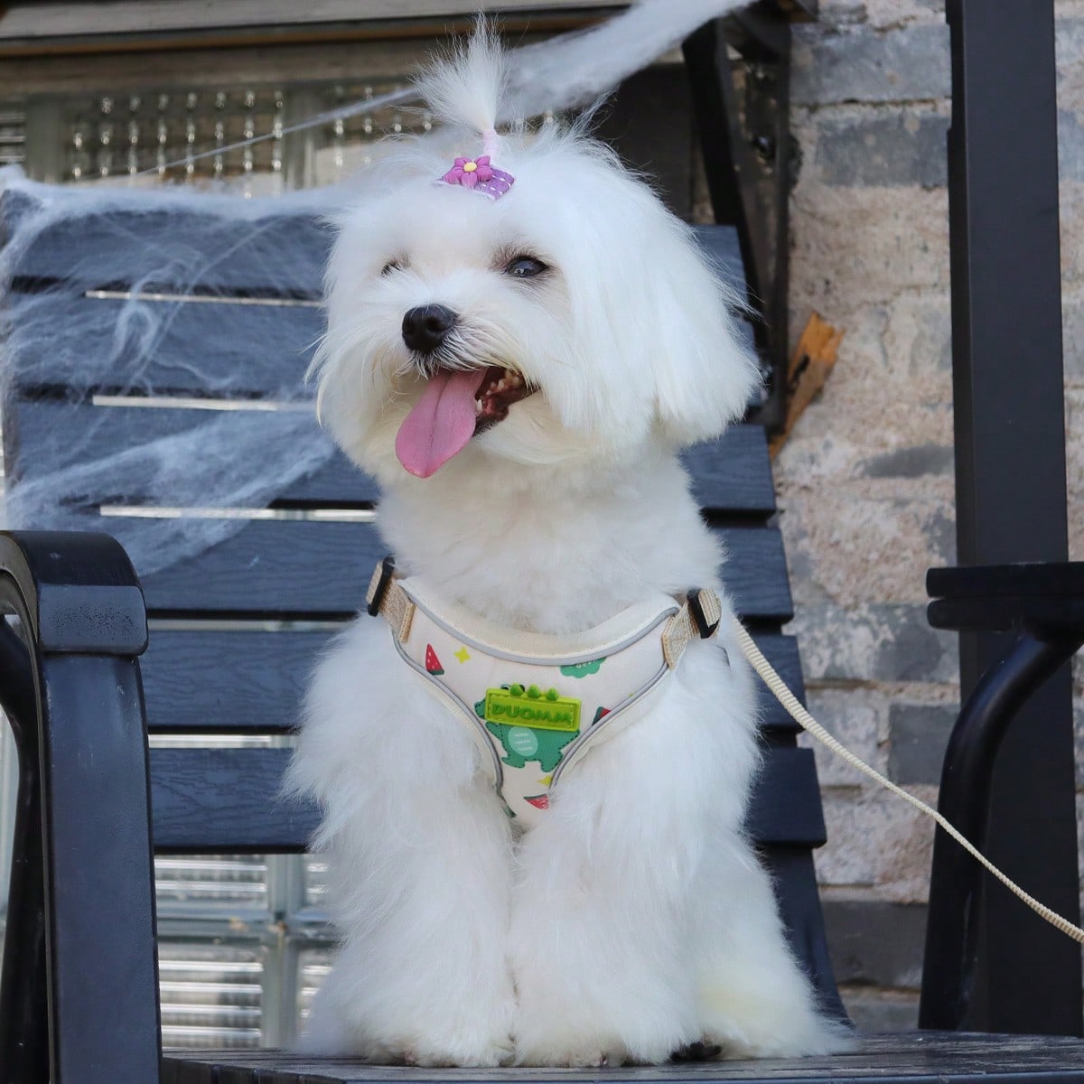 Beige polyester dog harness and leash set with adjustable reflective design for small dogs, suitable for outdoor walking in all seasons.