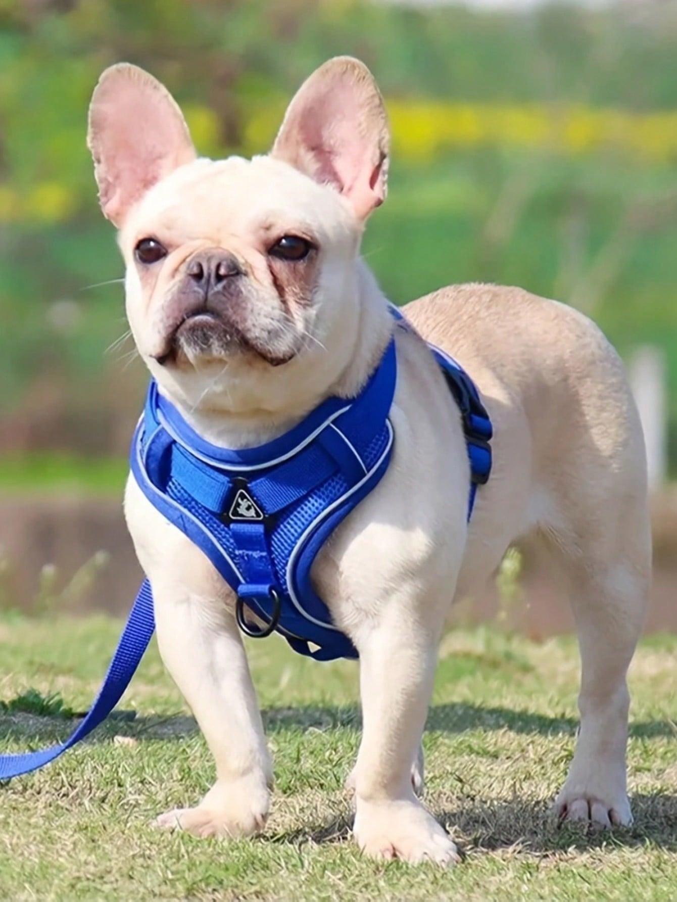 Multicolor polyester anti-escape chest harness and leash set for cats and small dogs, designed for breathable and comfortable outdoor walking.
