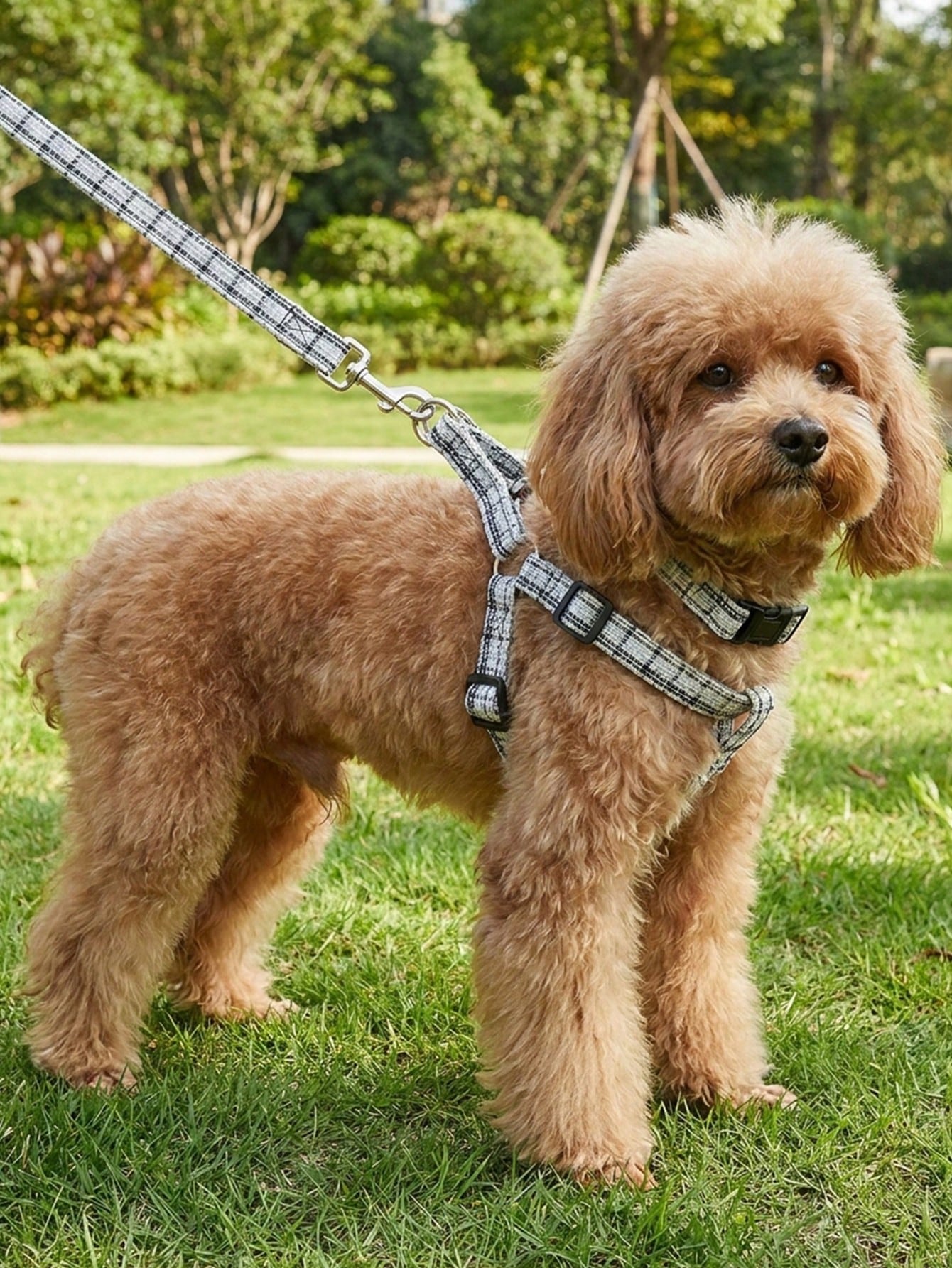 1 Set Cute Polyester Collar, Harness And Leash Set, Suitable For Small Teddy Bear Outdoor Use (Not Suitable For Large Dogs)