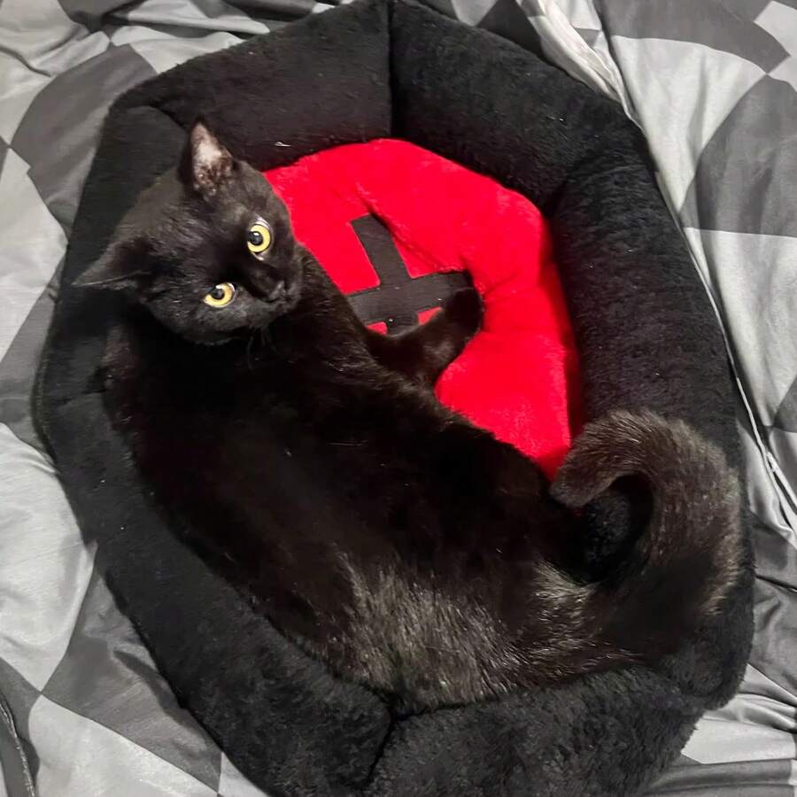 Gothic style multicolor cat bed mat with red cross design